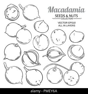 Impianto di macadamia vettore isolato su sfondo bianco Illustrazione Vettoriale