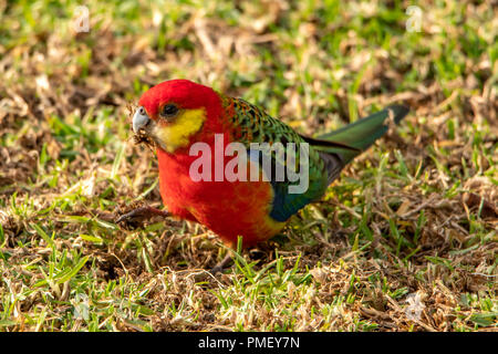 Western Rosella, Platycercus icterotis a Bridgetown, WA, Australia Foto Stock