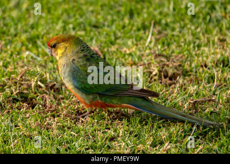 Immaturo Western Rosella, Platycercus icterotis a Bridgetown, WA, Australia Foto Stock