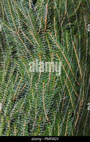 Albero di natale avvolti in reti in plastica Foto Stock