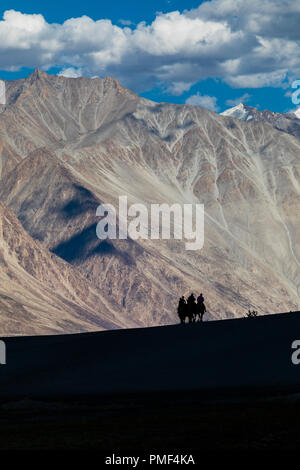 Silhouette di cammelli in sabbie della Valle di Nubra regione dell India Foto Stock