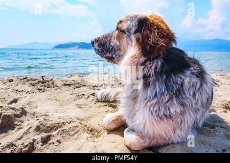 Ritratto di bianco, marrone e nero grande cane di razza ammirando il relax in spiaggia, close-up verticale Foto Stock