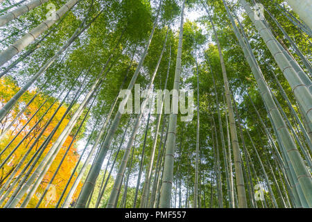 Giapponese foresta di bamboo in autunm a Kyoto arashiyama Giappone Foto Stock