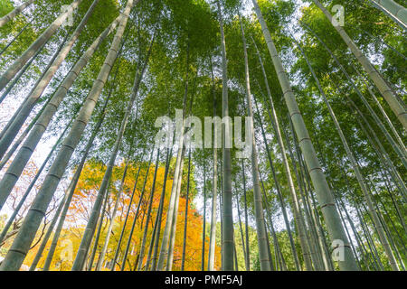 Giapponese foresta di bamboo in autunm a Kyoto arashiyama Giappone Foto Stock