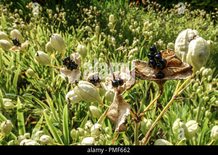 Belamcanda chinensis o Iris domestica noto come leopard lily, blackberry lily e fiore di Leopard, i semi in cialde Foto Stock
