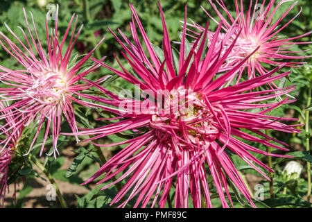 Cina ago Aster chinensis Callistephus Foto Stock