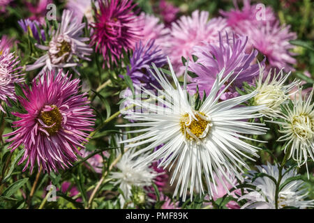 Cina ago Aster chinensis Callistephus Foto Stock