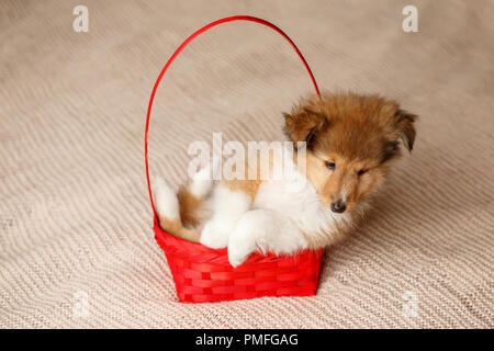 Sheepdog Shetland. Ritratto di soffici seduta sheltie cucciolo di cane in basket Foto Stock