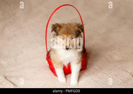 Sheepdog Shetland. Ritratto di soffici seduta sheltie cucciolo di cane in basket Foto Stock