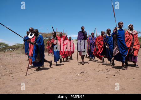 Un gruppo di Guerrieri Maasai eseguire una sorta di marzo-passato durante la tradizionale cerimonia Eunoto eseguita in una venuta di cerimonia di età per i giovani guerrieri della tribù Masai del Ngorongoro Conservation Area nel cratere Highlands area della Tanzania Africa orientale Foto Stock