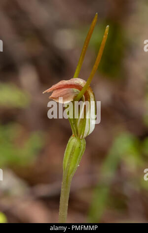 Pterostylis dilatata, robusto lumaca Orchid Foto Stock