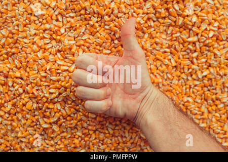 Soddisfatto agricoltore gesticolando Thumbs up su raccolte di chicchi di mais dopo un buon raccolto, concetto di abbondanza e di grande resa Foto Stock