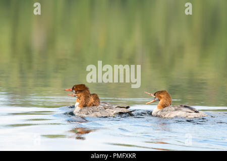 Quattro Comuni o Merganser smergo maggiore anatre, Mergus merganser, nuoto su un lago di Adirondack con uno quacking a gli altri tre. Foto Stock