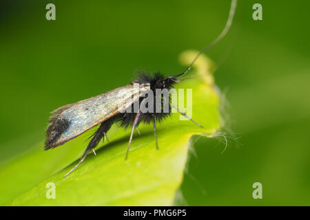 Adela reaumurella moth a riposo su foglie di piante. Tipperary, Irlanda Foto Stock