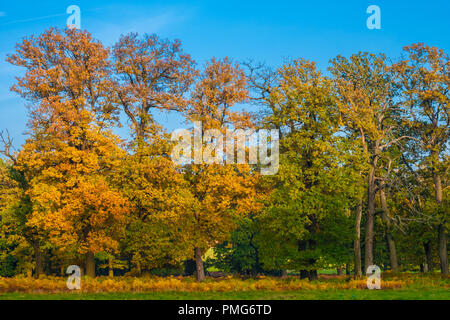 Una bella foto di una fila di alberi di alto fusto con foglie colorate che mostra un autunno dorato in una giornata di sole con un bel cielo blu presso la famosa foresta... Foto Stock