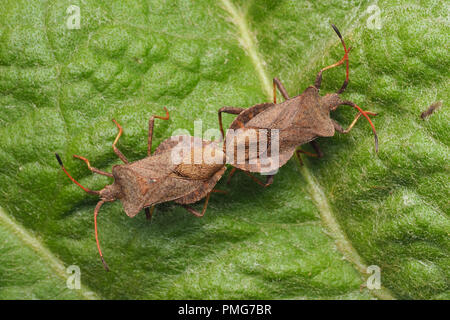Coppia di dock di accoppiamento Bugs (Coreus marginatus) su foglie di piante. Tipperary, Irlanda Foto Stock