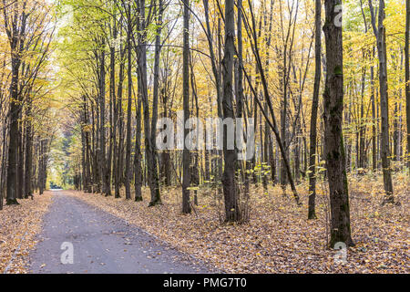 Sentiero in autunno il parco della città tra i vecchi alberi con foglie di colore giallo Foto Stock