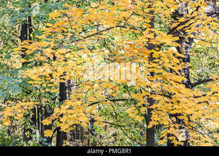 Albero di acero rami con autunnale di foglie gialle. sfondo naturale Foto Stock