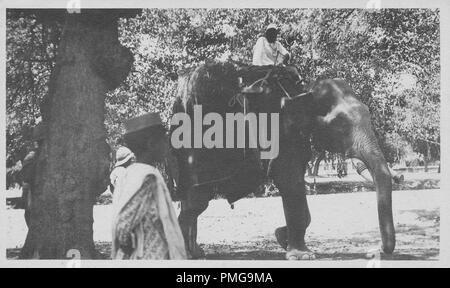 Fotografia in bianco e nero su cartoncino, con un'immagine di un uomo a cavallo sulla sommità di un grande, caparisoned elefante, che indossa anelli su ogni zanna, e ha una zanna sawed off, con due persone in piedi vicino a un albero in primo piano e gli alberi più visibile in background, probabile raccolti come un souvenir turistici durante un viaggio in Asia Del sud (probabile India), 1910. () Foto Stock