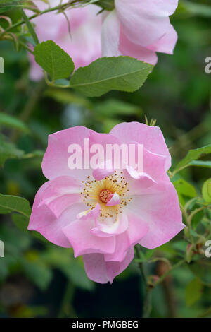 Primo piano di rosa arbusto rosa pallido - Rosa il Ladys Blush fioritura in un giardino inglese, Regno Unito Foto Stock