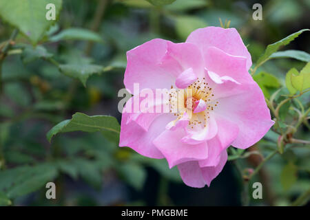 Primo piano di rosa arbusto rosa pallido - Rosa il Ladys Blush fioritura in un giardino inglese, Regno Unito Foto Stock