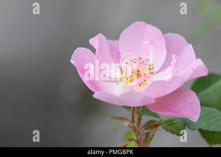 Primo piano di rosa arbusto rosa pallido - Rosa il Ladys Blush fioritura in un giardino inglese, Regno Unito Foto Stock