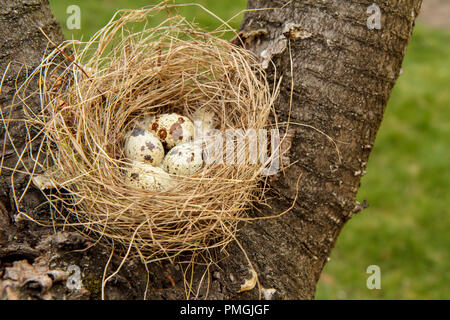 Nido di quaglia con quattro uova su un albero in legno Foto Stock