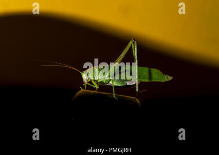 Grillo verde in piedi su una superficie in legno. lo sfondo è nero e giallo Foto Stock