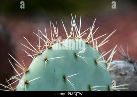 Sydney Australia, lungo sharp spine di Opuntia robusta pala di cactus Foto Stock