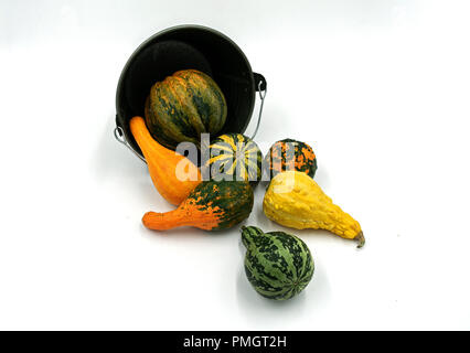 Varie le zucche ornamentali cadere da un secchio decorativo Studio shot su sfondo bianco Foto Stock