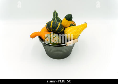 Varie zucche ornamentali in un secchio decorativo Studio shot su sfondo bianco Foto Stock