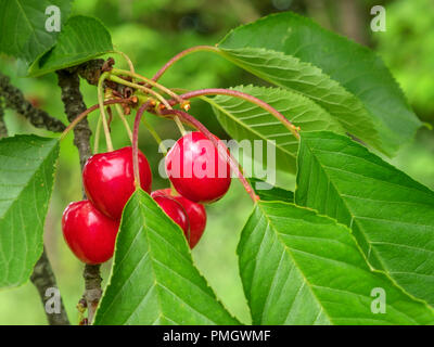 Rosso vibrante ciliegie mature sulla struttura ad albero Foto Stock