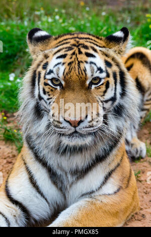 Un siberiano (Amur) Tiger di fissare direttamente la fotocamera appena prima del tempo di alimentazione a Knowsley Safari Park, Inghilterra. Foto Stock