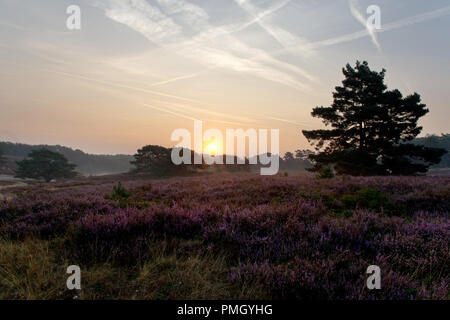La mattina presto in Brunssummerheide, Paesi Bassi Foto Stock