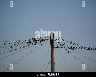 Sheerness, Kent, Regno Unito. Xviii Sep, 2018. Regno Unito Meteo: un tramonto dorato in Sheerness, Kent. Credito: James Bell/Alamy Live News Foto Stock