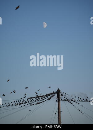 Sheerness, Kent, Regno Unito. Xviii Sep, 2018. Regno Unito Meteo: un tramonto dorato in Sheerness, Kent. Credito: James Bell/Alamy Live News Foto Stock