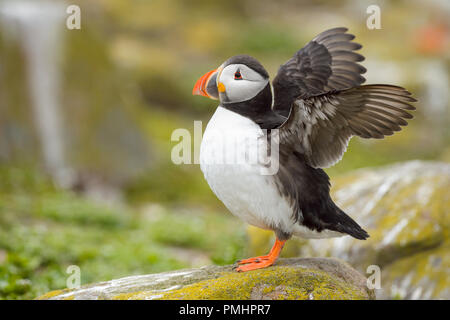 Atlantic puffini, Fratercula arctica, Stretching Ali, Europa Foto Stock