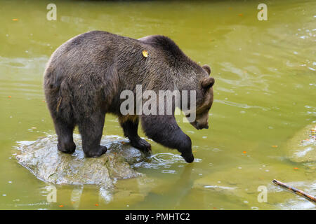 Orso bruno Ursus arctos, in stagno, Baviera, Germania Foto Stock