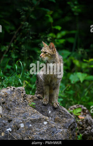 Wildcat, Felis silvestris, Cat, Germania Foto Stock