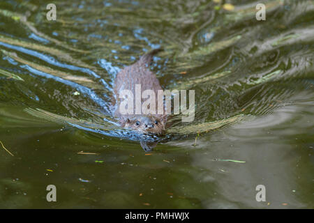 Lontra Lutra lutra, Baviera, Germania, Europa Foto Stock