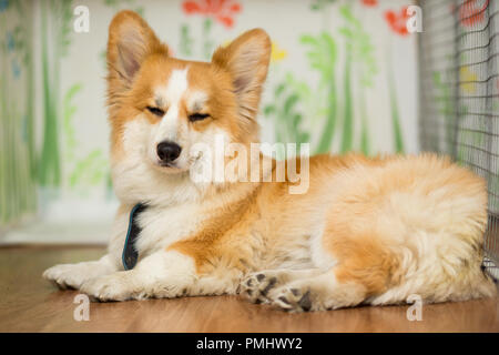 Cane corgi colore rosso giace sul pavimento Foto Stock