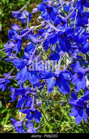 Cinese, Delphinium Delphinium grandiflorum 'Blu Genziana" Foto Stock