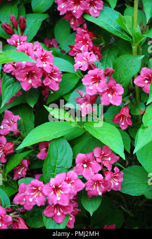 Fiori e foglie di Weigela Bristol Ruby. Foto Stock