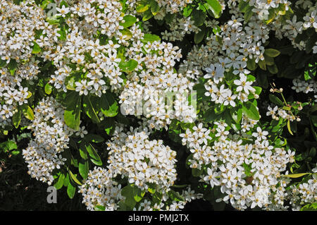 Fiori di Oleara x hastii o bussola a margherita Foto Stock