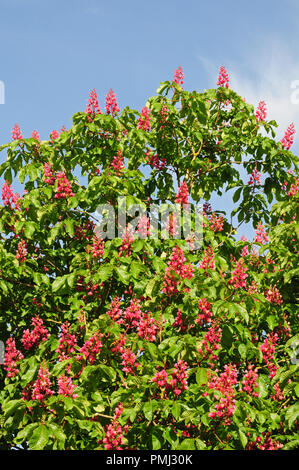 Fiori di colore rosso albero di ippocastano, Aesculus x Carnea in fiore. Foto Stock