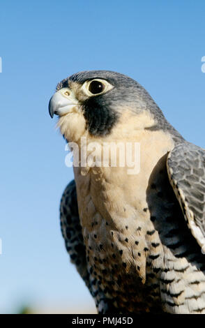 Falco Pellegrino (captive; Falco peregrinus) presso il centro mondiale per gli uccelli da preda, Boise, in Idaho, Stati Uniti d'America Foto Stock