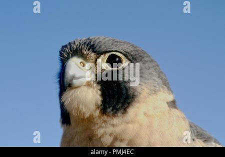 Falco Pellegrino (captive; Falco peregrinus) presso il centro mondiale per gli uccelli da preda, Boise, in Idaho, Stati Uniti d'America Foto Stock
