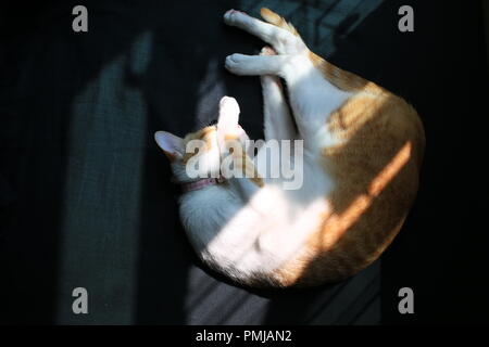 Cat lo zenzero dopo la riproduzione Foto Stock