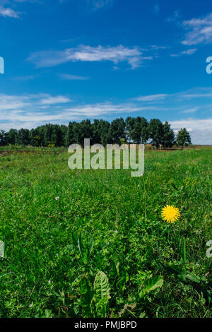 Lonely giallo fiore di tarassaco su un campo verde sotto un cielo blu con nuvole. Spazio di copia Foto Stock