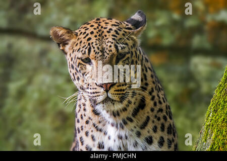 Close up ritratto di leopardo persiano (Panthera pardus tulliana / Panthera pardus ciscaucasica / Panthera pardus saxicolor) nativa per Foto Stock